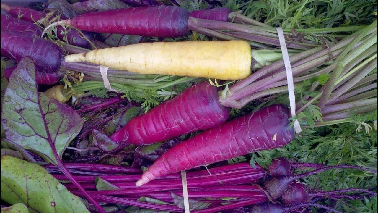 Морковь сорт драгон. Морковь Королева фиолетовая f1. Морковь перпл Хейз f1 (Бейо) "Агроэлита". Морковь пёрпл Сан.