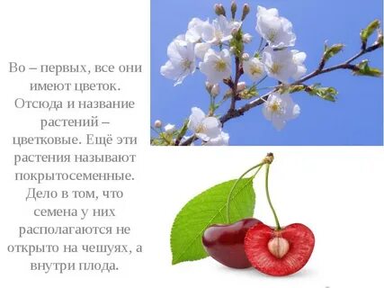 Почему слива вишня относятся к покрытосеменным растениям
