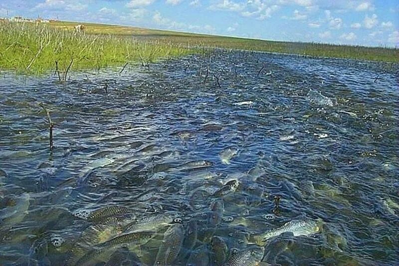 Рыба палтус оказалась на грани истребления