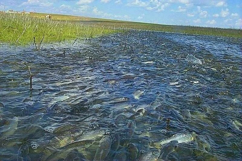 Нерест Волга. Рыбы в водоеме. Рыба в озере. Ловля рыбы в нерест. Есть ли в озере рыбы