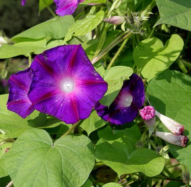 ипомея гранд па. ипомея беляночка. цветы однолетники ипомея. ипомея сета. ипомея пурпурная звездный.