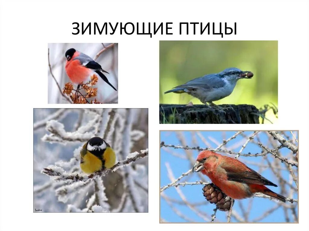 Зимующие птицы урала с названиями. Зимующие птицы. зимующие птицы урала. зимующие птицы татарстана. зимующие птицы татарстана названия.