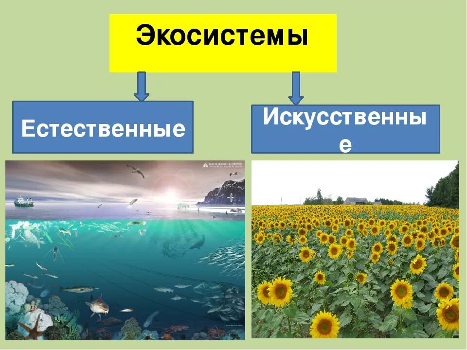 Искусственная биологическая система. Искусственные экологические системы. Естественная экосистема. Природные и искусственные экосистемы. Природные экологические системы.