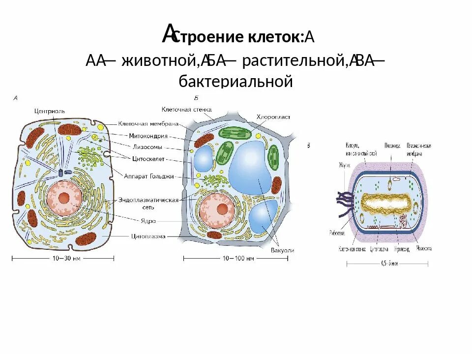 Строение растительной животной и бактериальной клетки. Строение и функции растительной и животной клетки. Строение растительной грибной и бактериальной клетки. Структура грибная клетка животные клетки растительные клетки. Изучение растительной клетки