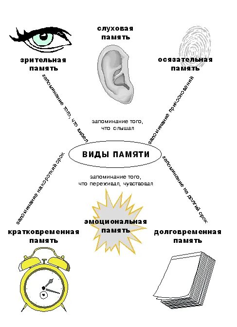 Зрительная память относится к следующему типу. Виды памяти у человека зрительная. виды памяти зрительная слуховая моторная. виды памяти в психологии зрительная слуховая моторная. схема память психология.