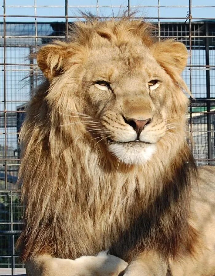 Лев спящий. Лев улыбается. Левый довольно. Лев. Пушистый лев.