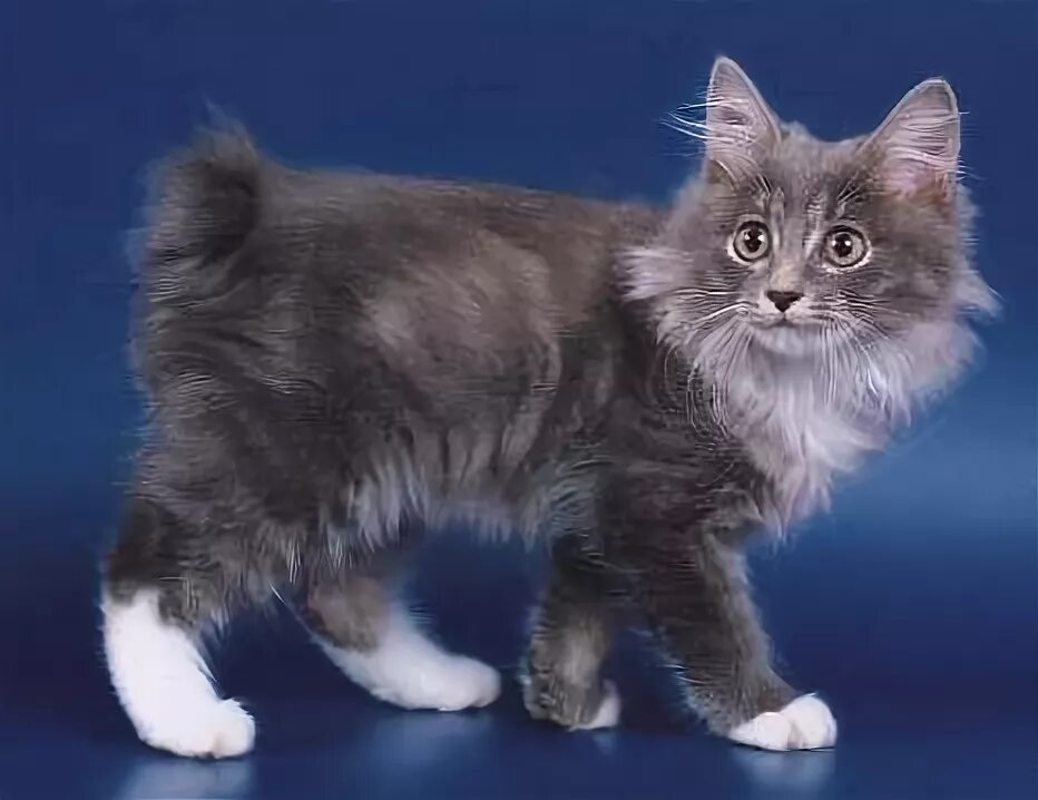 Породы кошек без хвоста с фотографиями Топ 10 самых злых пород кошек Live Animals Дзен