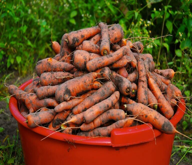 Морковь в черноземье. Морковь. Урожай моркови. Много морковки. Ведро моркови.