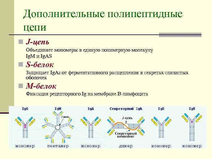 Создание полипептидной Цепочки. Ферментативное расщепление антигена. Белок из полипептидных цепей. Полипептидные цепи в мембране.