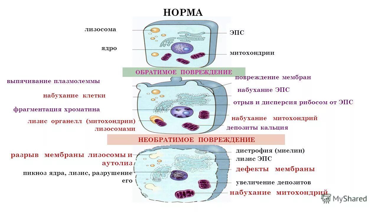 Тест повреждение клетки