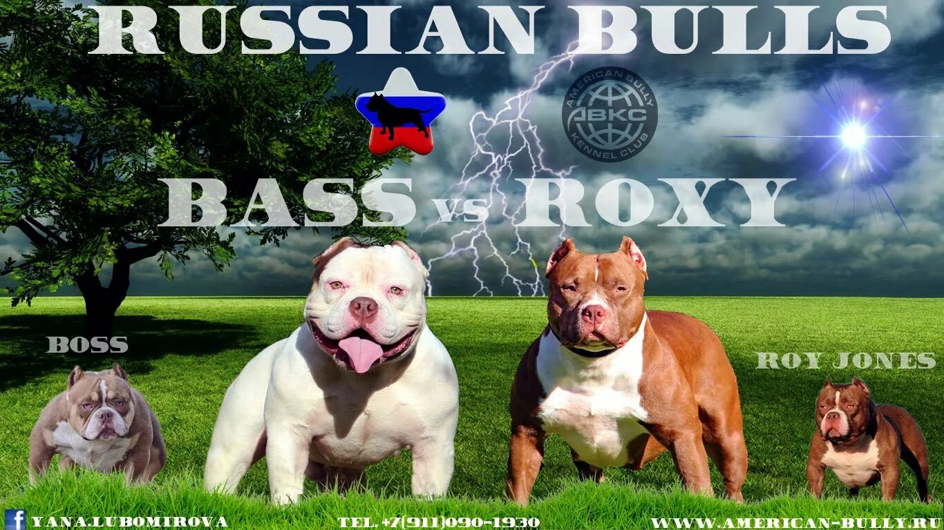 Питомник собак крым булли американский булли. Американские булли яна крым питомник. Канал питомник собак на дзене. Питомник собак крым яна и гоша. Питомник собак крым булли.