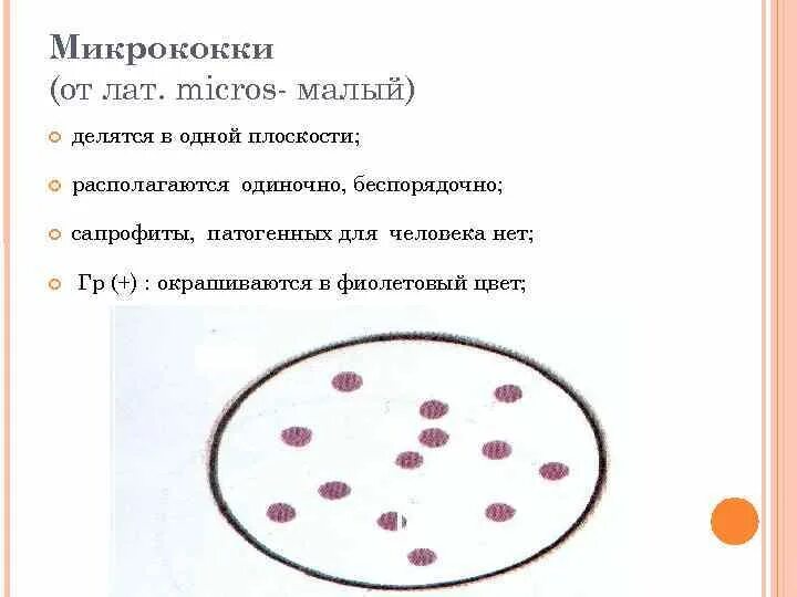 Микрококки лютеус на чашке петри. Micrococcus luteus окраска по граму. Микрококки. Микрококки. Микрококки.
