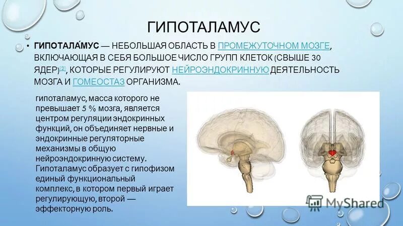 отдел мозга гомеостаз. отдел мозга гомеостаз. отделы головного мозга снизу вверх. промежуточный мозг центры регуляции. отдел мозга гомеостаз.