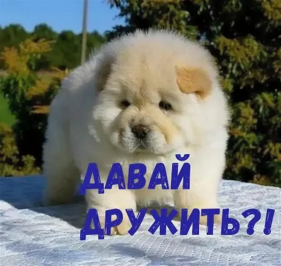 Давай можно дружить. Давай дружить. давай дружить надпись. давай дружить фото. привет давай дружить.