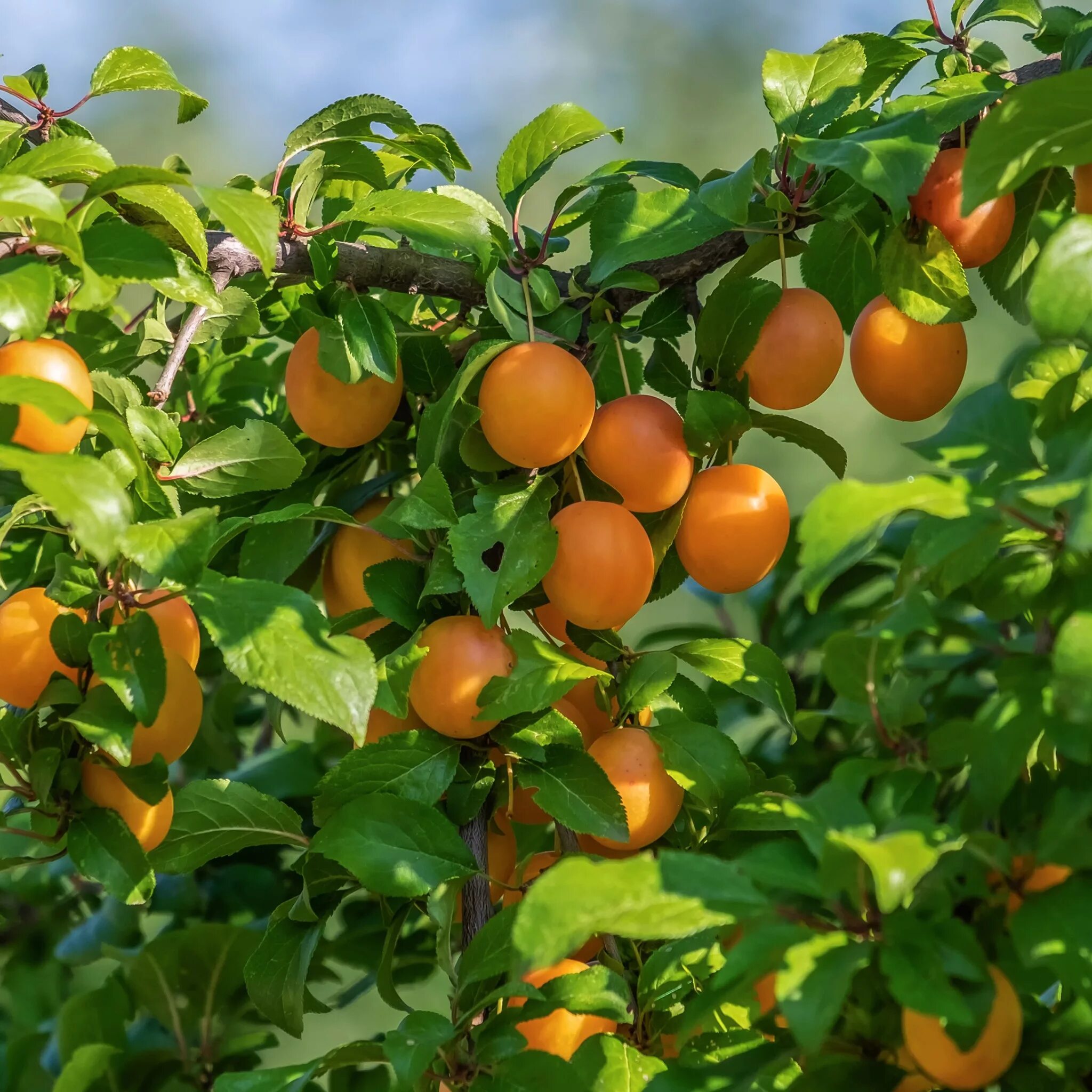 Алыча абрикосовая. Абрикос саянский. Алыча комета. Алыча иволга. Косточковые деревья.