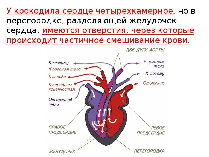 Смешанная кровь у рептилий. Кровеносная система крокодила схема. Строение кровеносной системы крокодила. Сердце крокодила четырехкамерное. Схема строения сердца крокодила.