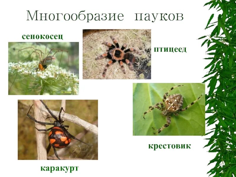 Виды паукообразных. Пауки многообразие. многообразие паукообразных. разнообразие пауков презентация. пауки представители названия.
