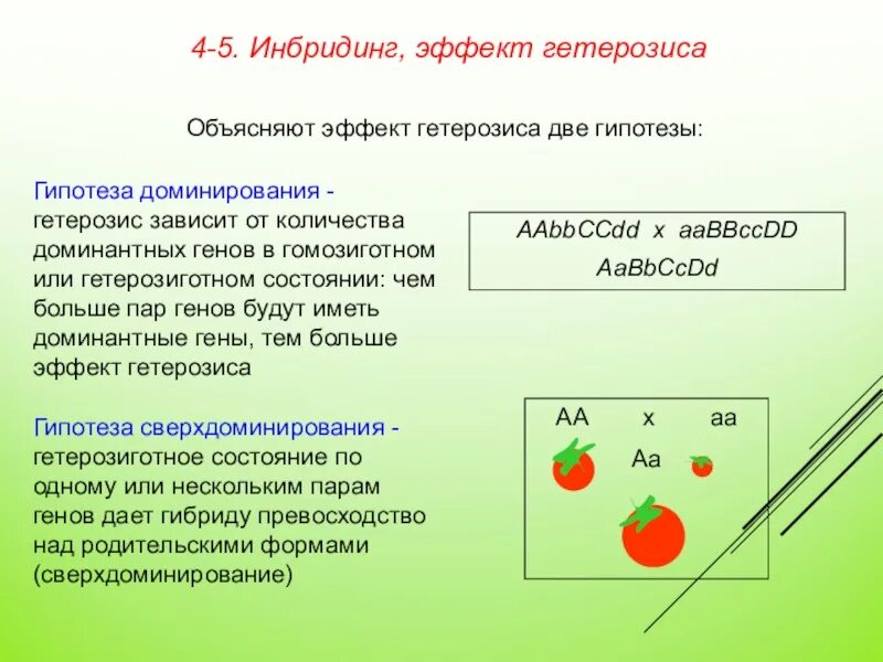 Гипотеза доминирования. Гипотезы гетерозиса. Объяснение гетерозиса. Гипотеза сверхдоминирования объясняющая явление гетерозиса.