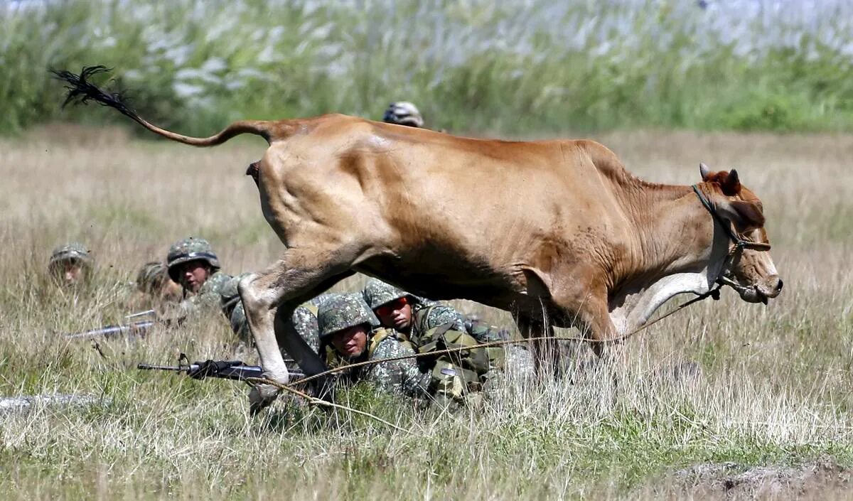 Корова бежит. Корова бегает. Теленок бежит. Корова солдат.