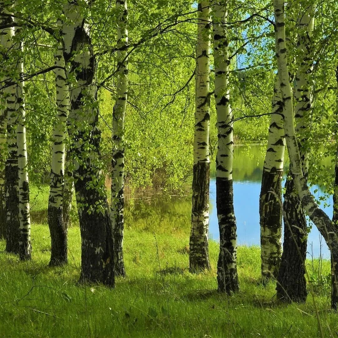 На каждой березке. Май роща. Березовая роща фото. Фотообои бумажные Березовая роща на Озон большие.