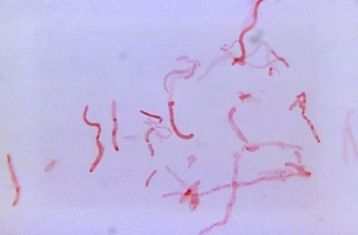 Bacteroides spp что это