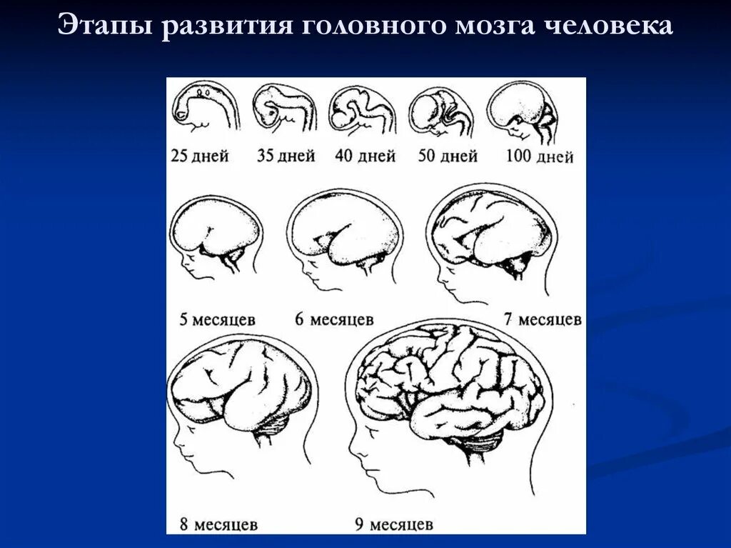 Этапы развития мозга. Этапы формирования мозга. Этапы развития головного мозга человека. Стадии формирования мозга.