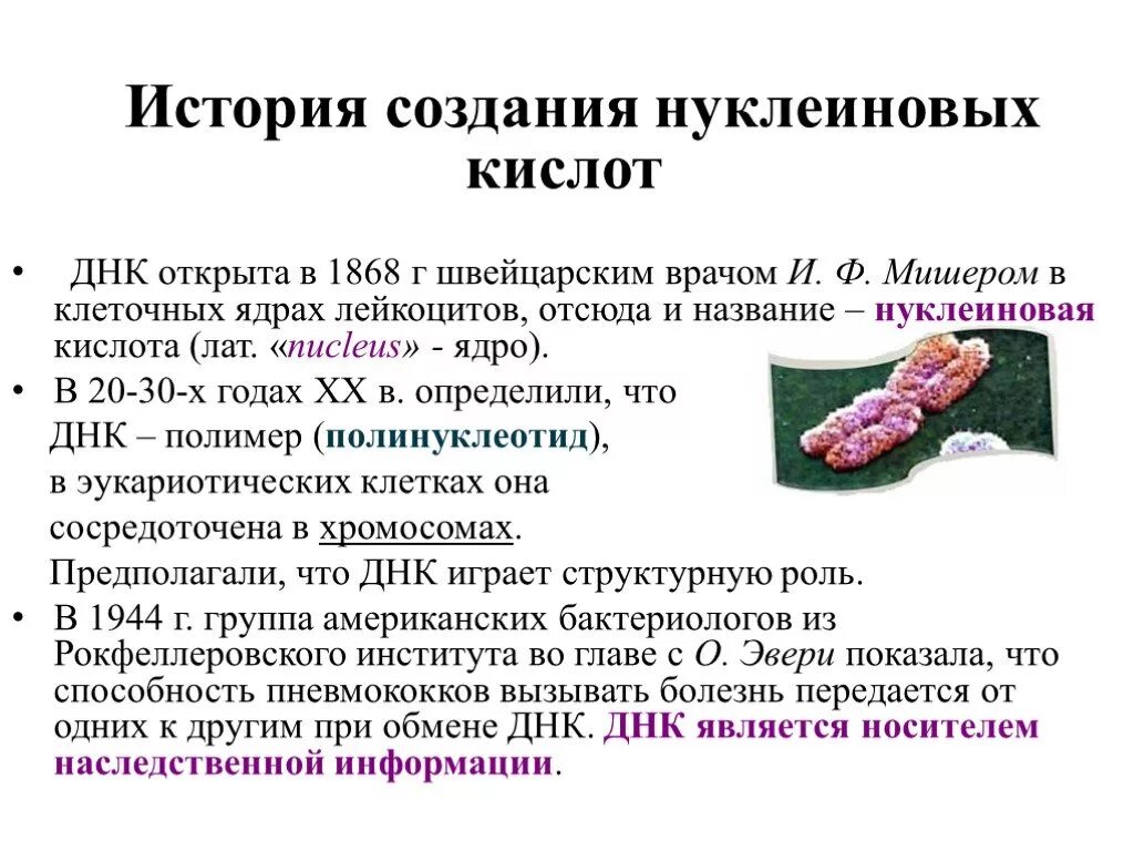 Нуклеиновые кислоты содержат азот и фосфор. Интересные факты о днк. нуклеиновые кислоты интересные факты. история открытия нуклеиновых кислот. нуклеиновые кислоты презентация.