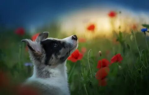 Poppy dog