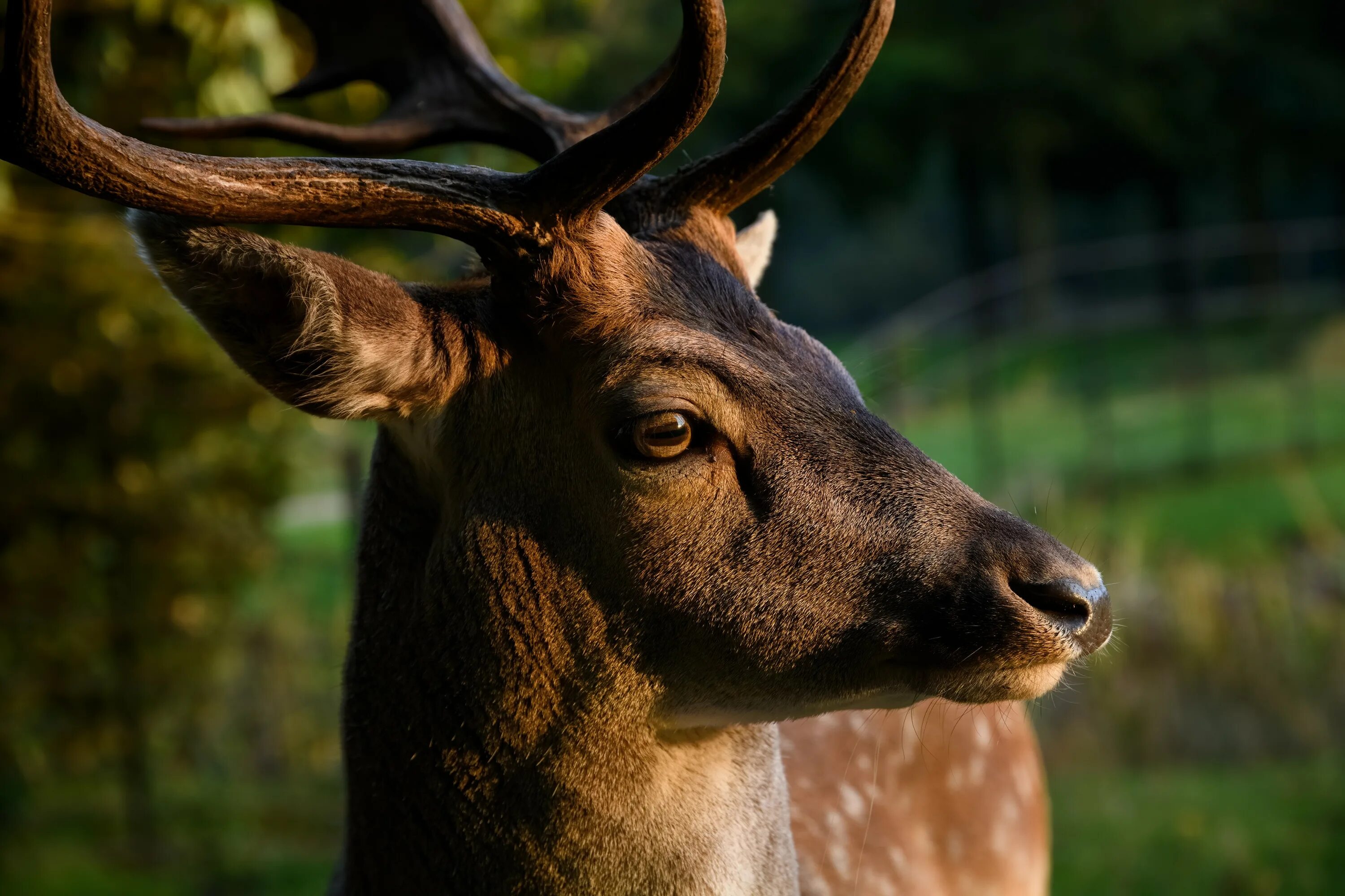 Олененок с рожками. Северный олень анфас. Смешной олень. Голова оленя. Морда оленя.
