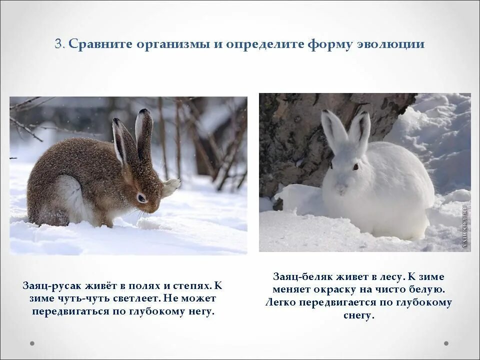 Какое главное различие белки и зайца. Заяц Беляк и Русак сходство и различие. Различия зайца беляка и русака. Заяц Русак и Беляк отличия и сходство. Заяц-Русак и заяц-Беляк отличия.
