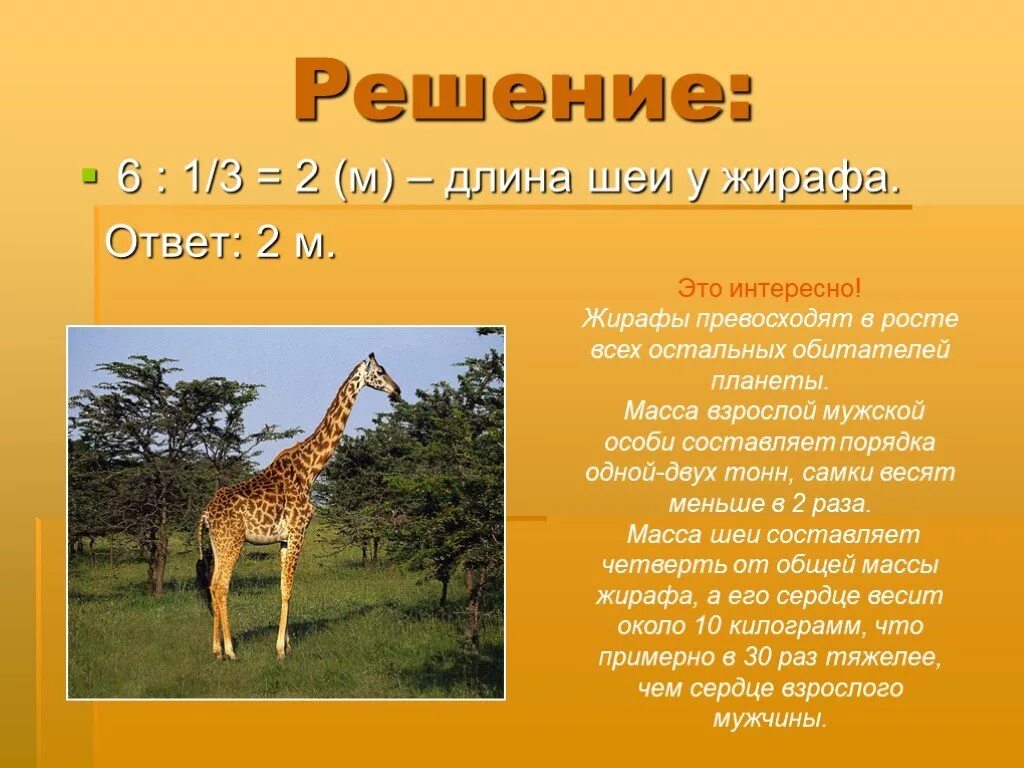 Какую длину имеют животные. Длина жирафа. Рост жирафа. Длина тела жирафа. Шея жирафа.