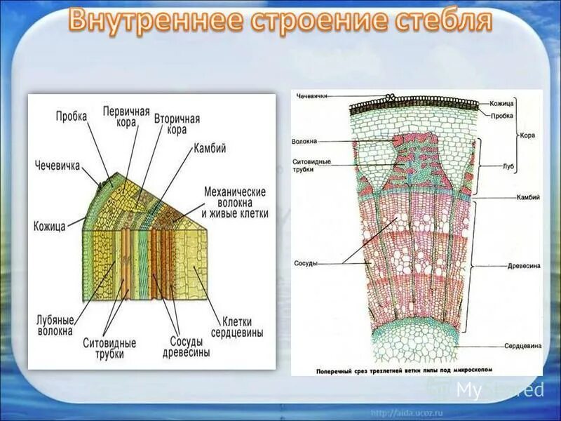 Строение стебля лабораторная работа микроскопическое строение дерева. Продольный срез стебля древесного растения. продольно-поперечный срез древесного стебля. строение стебля липы поперечный срез. продольный срез стебля липы.