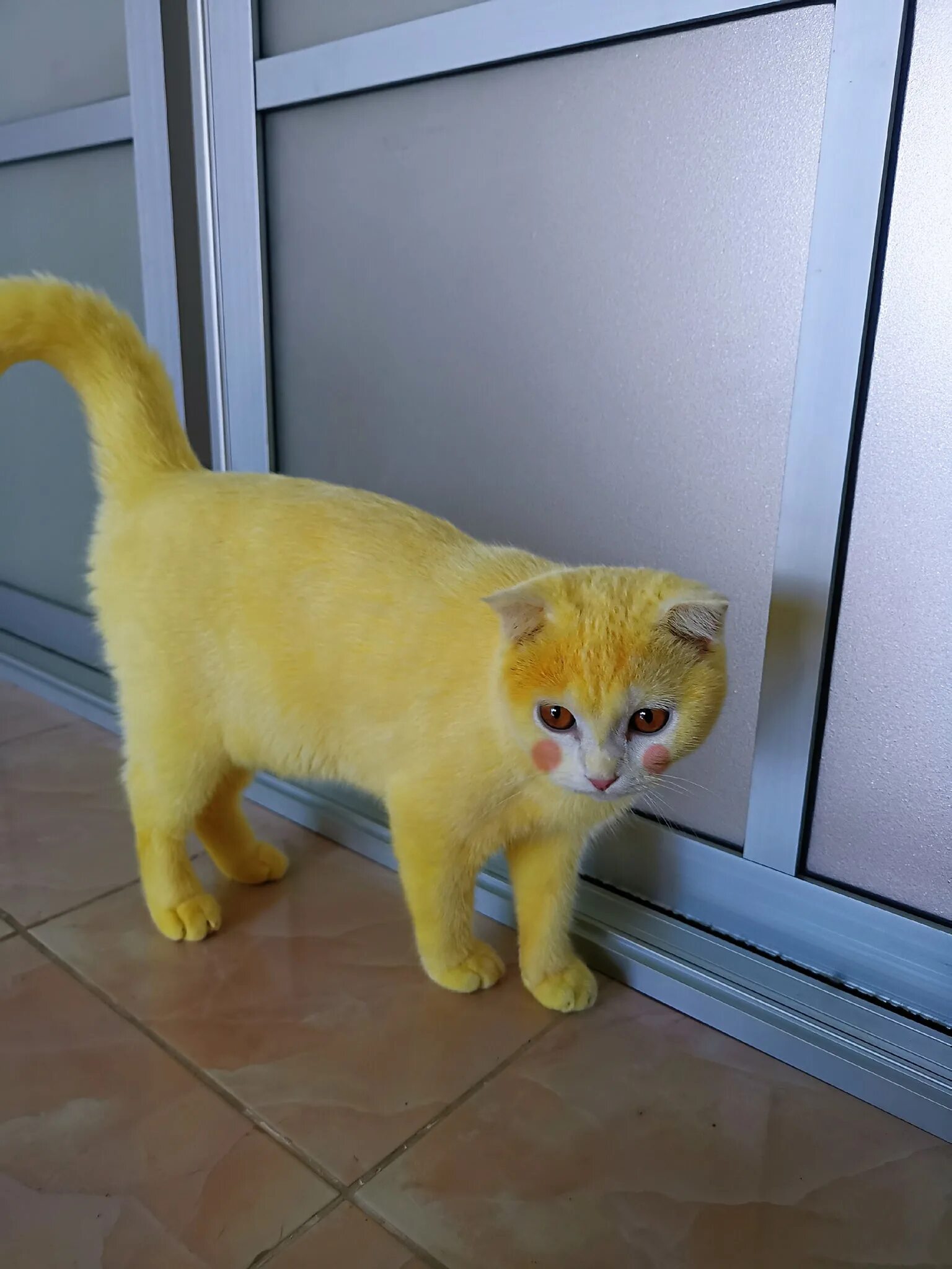 Кошечка желтая. Кот Пикачу куркума. Желтая кошка. Покрашенный кот. Желтый кот Пикачу.