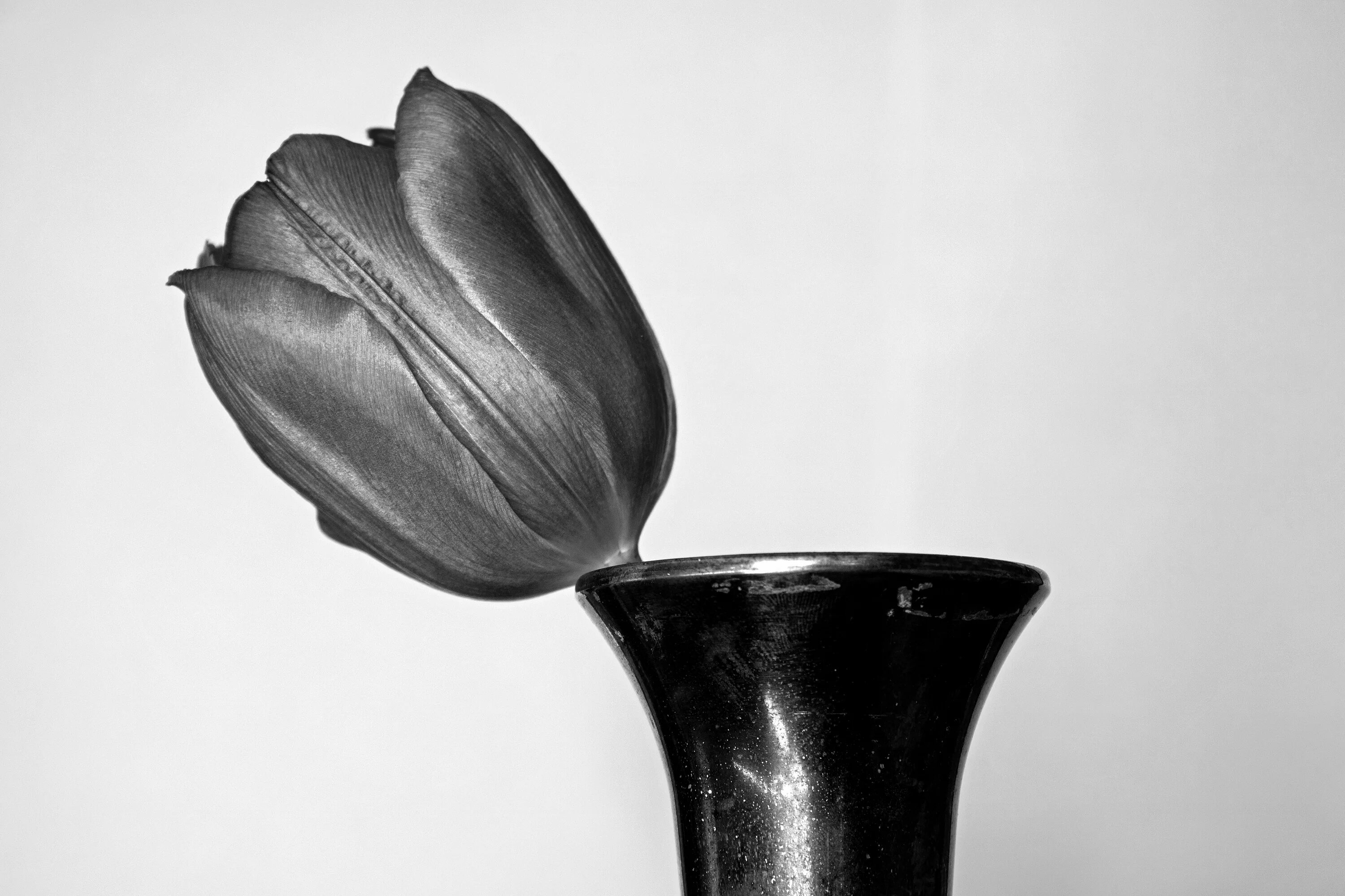 В черном тюльпане в стакане. Черный тюльпан. Тюльпан черно белый. Черный тюльпан цветок. Ваза черно белая.