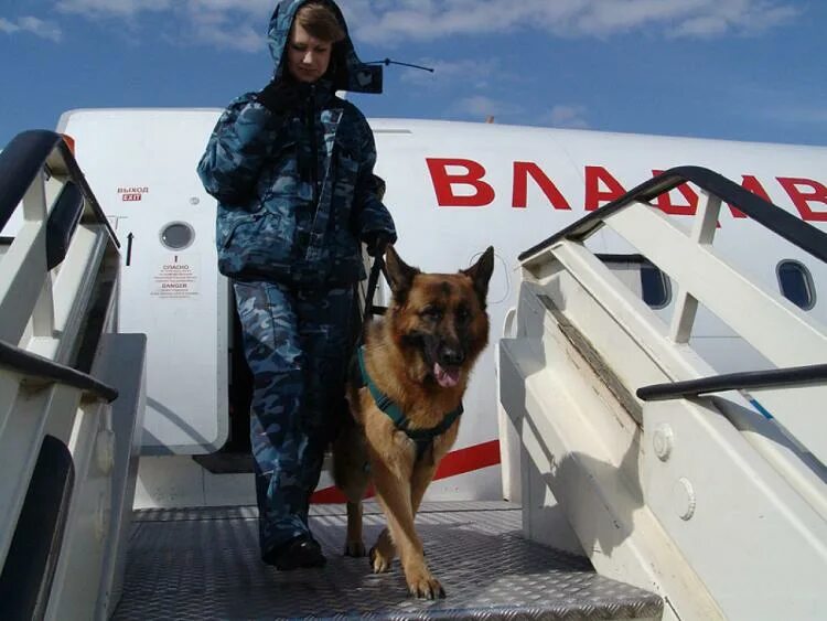 Помощь кинолога