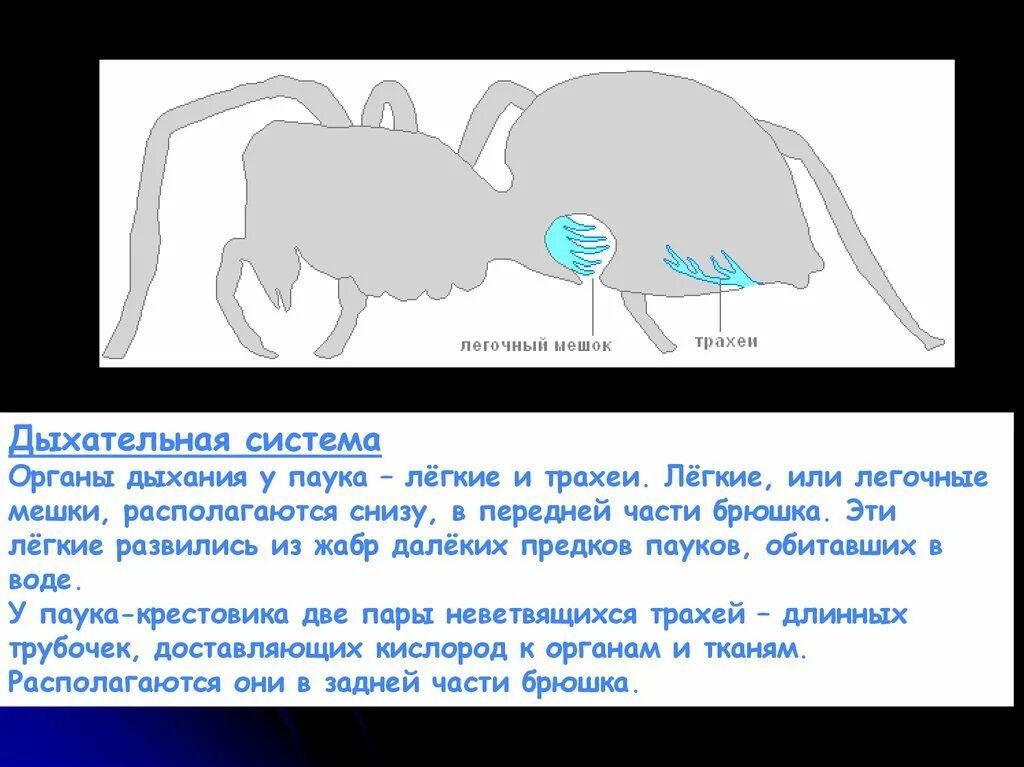Легочные мешки у паукообразных. Дыхательная система паука. легкие паукообразных. легочные мешки и трахеи у пауков.