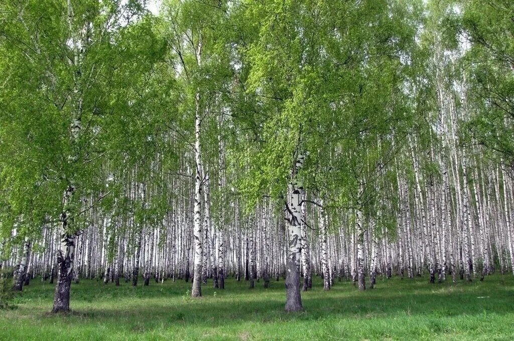 Ярусы березового леса. Верхний ярус леса. Вертикальная структура ярусность. Ярусы березового леса. В растительных сообществах ярусность у растений.