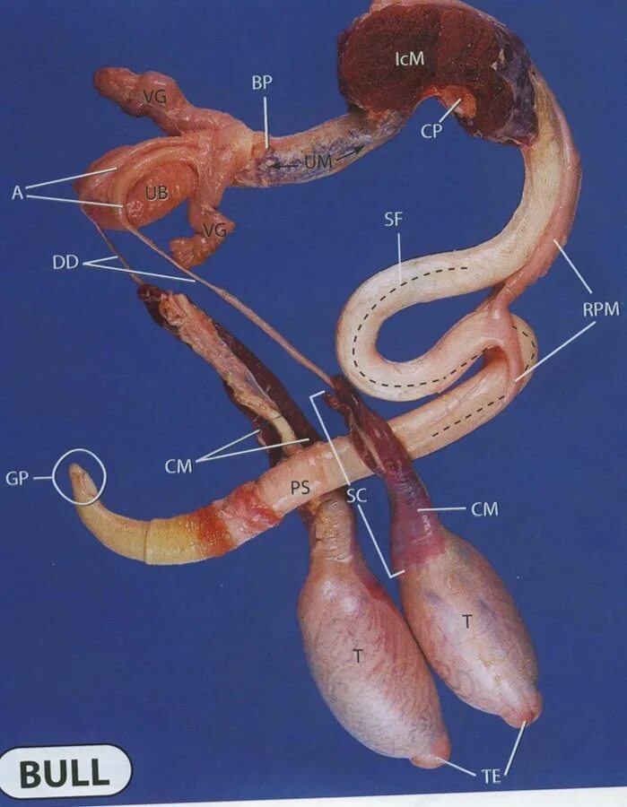 Reproductive system. Репродуктивная система женщины. Heart vessels amboss. Reproductive organs. Reproductive organs.