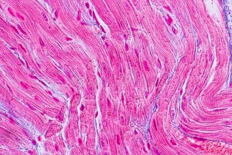 Heart muscle fibres, SEM - Stock Image - C002/1262 Heart muscle, Scanning electr