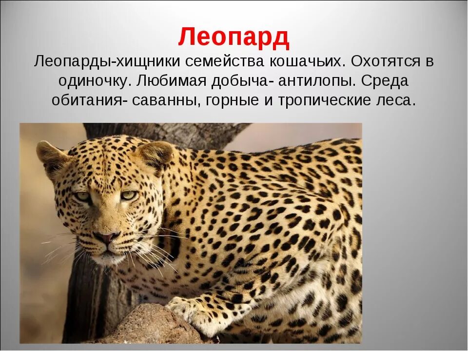 Леопард 1 класс. Леопард описание. информация о хищных животных. доклад про леопарда. кошачье семейство.