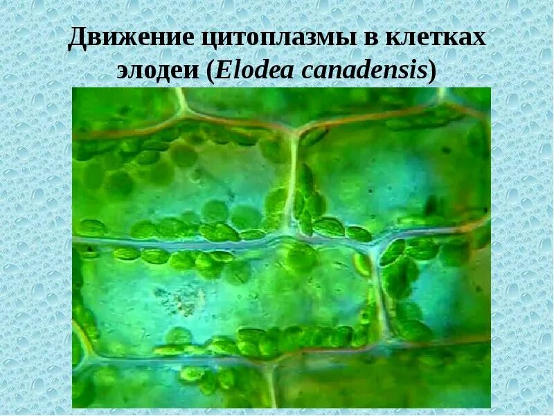 Движение клетки. Пластиды элодеи. Хлоропласты элодеи. Элодея движение цитоплазмы. Движение цитоплазмы в клетках листа элодеи канадской.