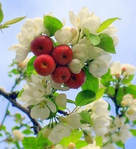 Makopa (Syzygium malaccense) Malay Apple or Tersana Rose A. Flickr