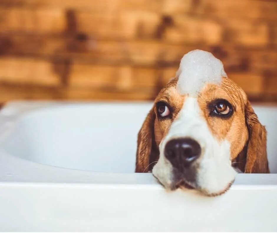Dog bathing