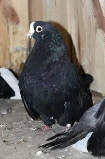 Курские голуби