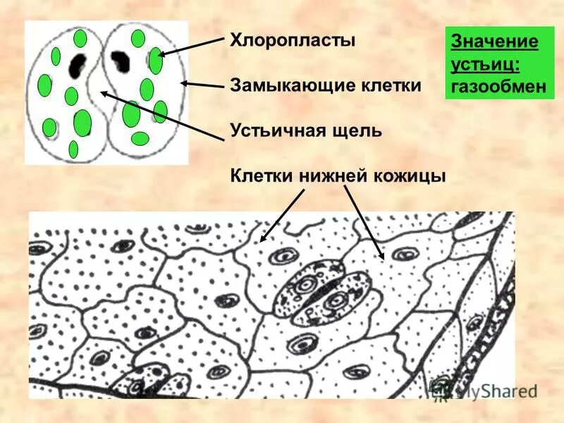 Из каких клеток состоит кожица листа. Из каких клеток состоит кожица листа