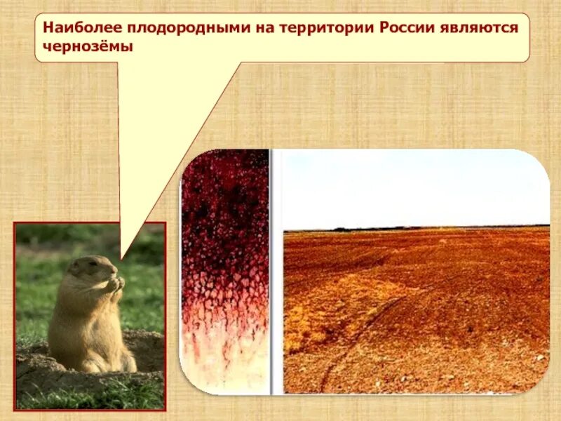 Самые плодородные почвы. Самая плодородная почва на территории РФ. Самая плодородная. Наиболее плодородными почвами являются. В какой зоне наиболее плодородные почвы