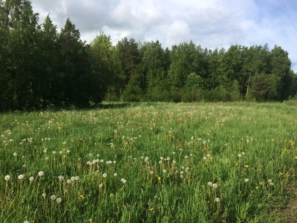Луга и поля подмосковья. Коттеджный поселок ленинградская область поселок пески аннино. Село шум кировского района ленинградской области. Лен земля. Лен земля.
