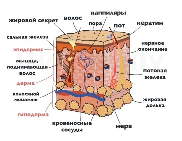 Млечные железы функции. Строение кожи. Строение кожи человека схема. Кожа анатомия. Строение кожи ЕГЭ биология.