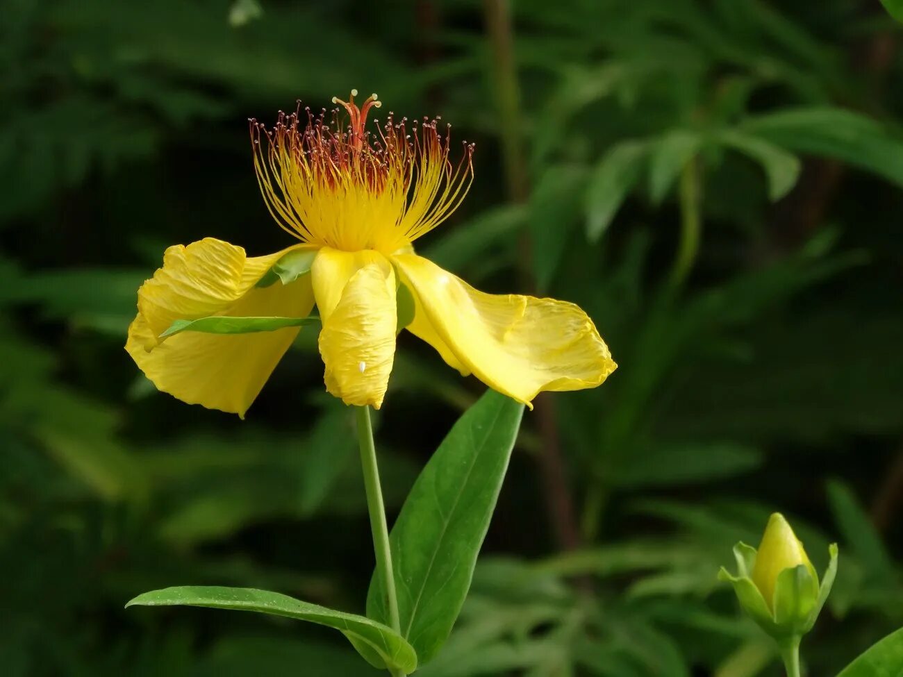 Восточные растения названия. Hypericum gebleri. Зверобой Геблера. Цветы дальнего Востока зверобой. Львиный зверобой.