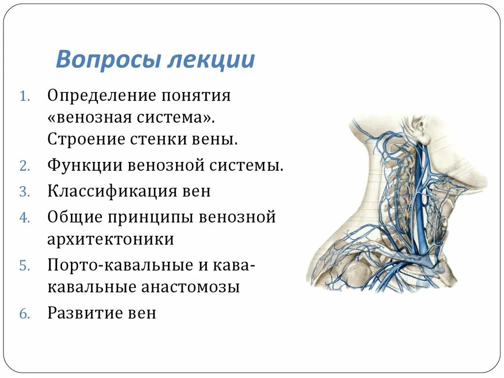 Характеристика венозной системы. Общий план строения венозной системы.